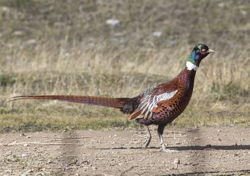 Phasianus colchicus mongolicus - Семиреченский фазан